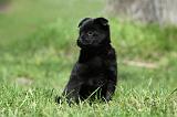 SCHIPPERKE 761